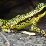 Anfibios en alerta roja - qué nos dice su pandemia de la salud del planeta