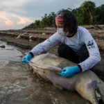 Biólogos investigan si una toxina causada por el calor mató a 120 delfines en la Amazonía