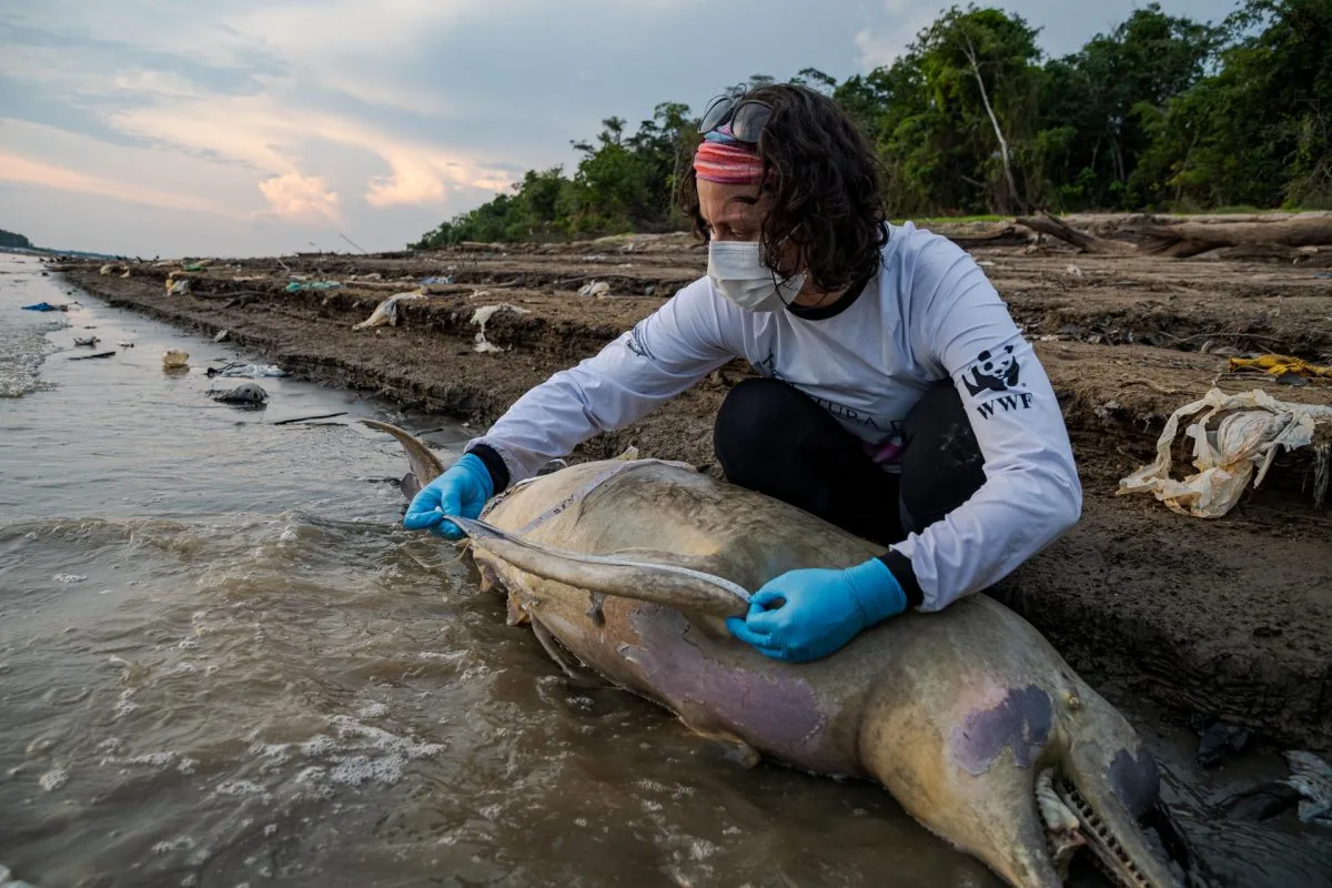 Biólogos investigan si una toxina causada por el calor mató a 120 delfines en la Amazonía