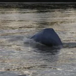 Colombia firma junto a 13 países medidas de implementación para conservar delfines de río