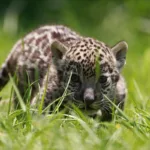 Expertos denuncian que muro fronterizo amenaza migración del jaguar entre México y EE.UU.