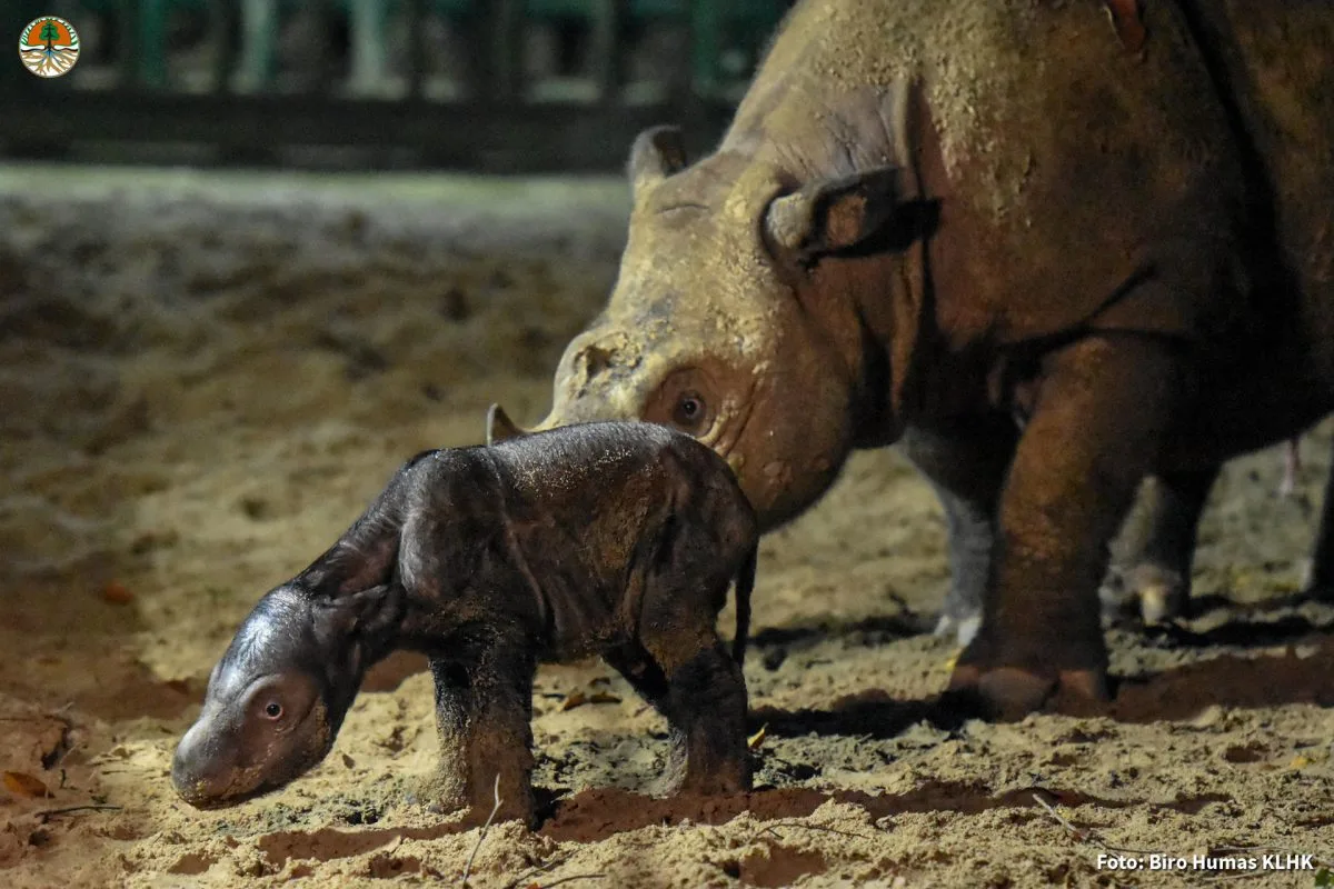 Indonesia celebra el nacimiento de una nueva cría del amenazado rinoceronte de Sumatra