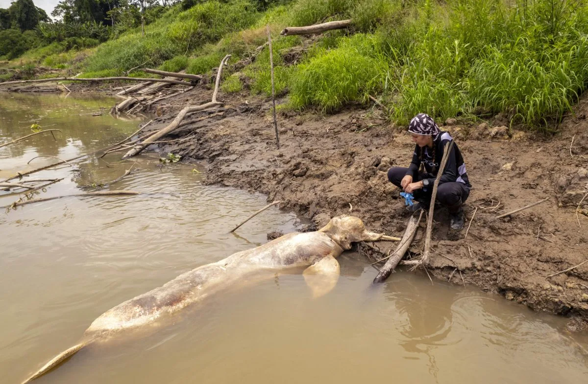 La crisis climática amenaza la vida de los delfines rosados del Amazonas colombiano