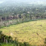 La deforestación mundial se acelera con el aumento un 4 % de la pérdida de bosques en 2022