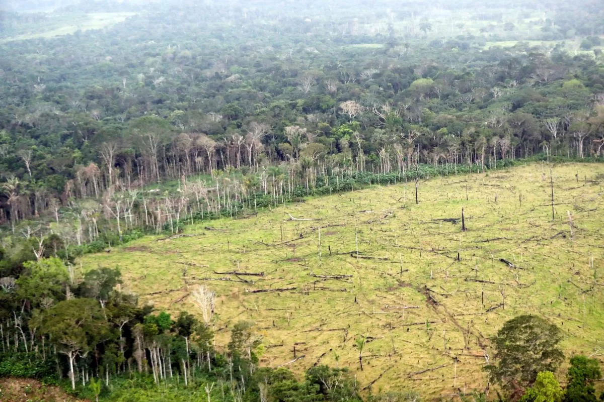 La deforestación mundial se acelera con el aumento un 4 % de la pérdida de bosques en 2022