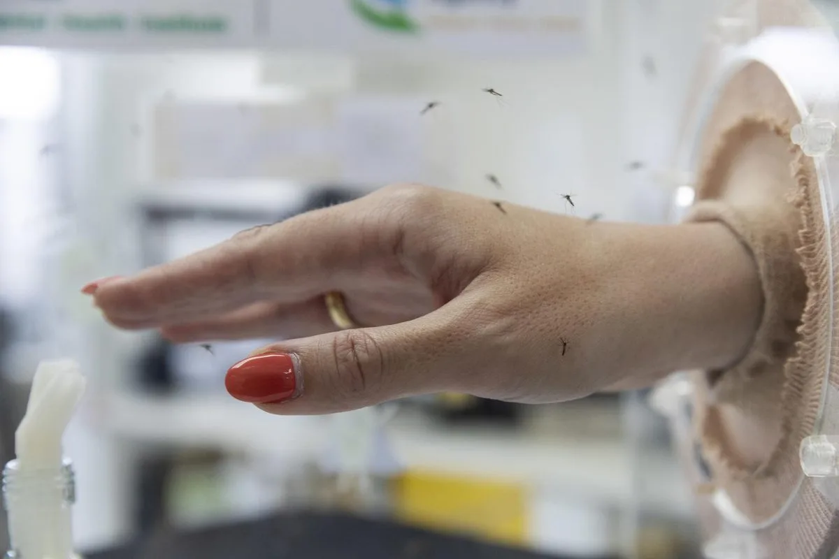 La lucha por contener el dengue esterilizando mosquitos en Singapur