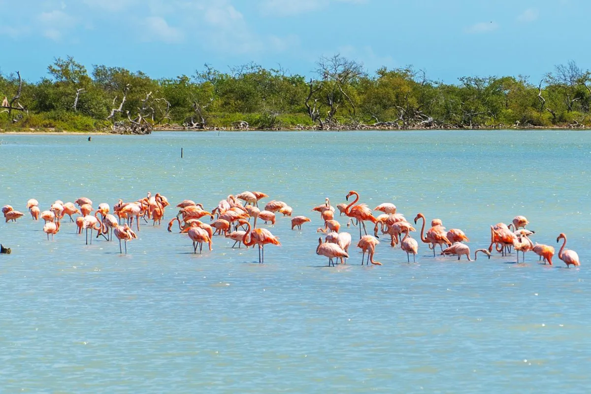 Liberan 18 flamencos rosados rescatados del tráfico de animales y del mascotismo