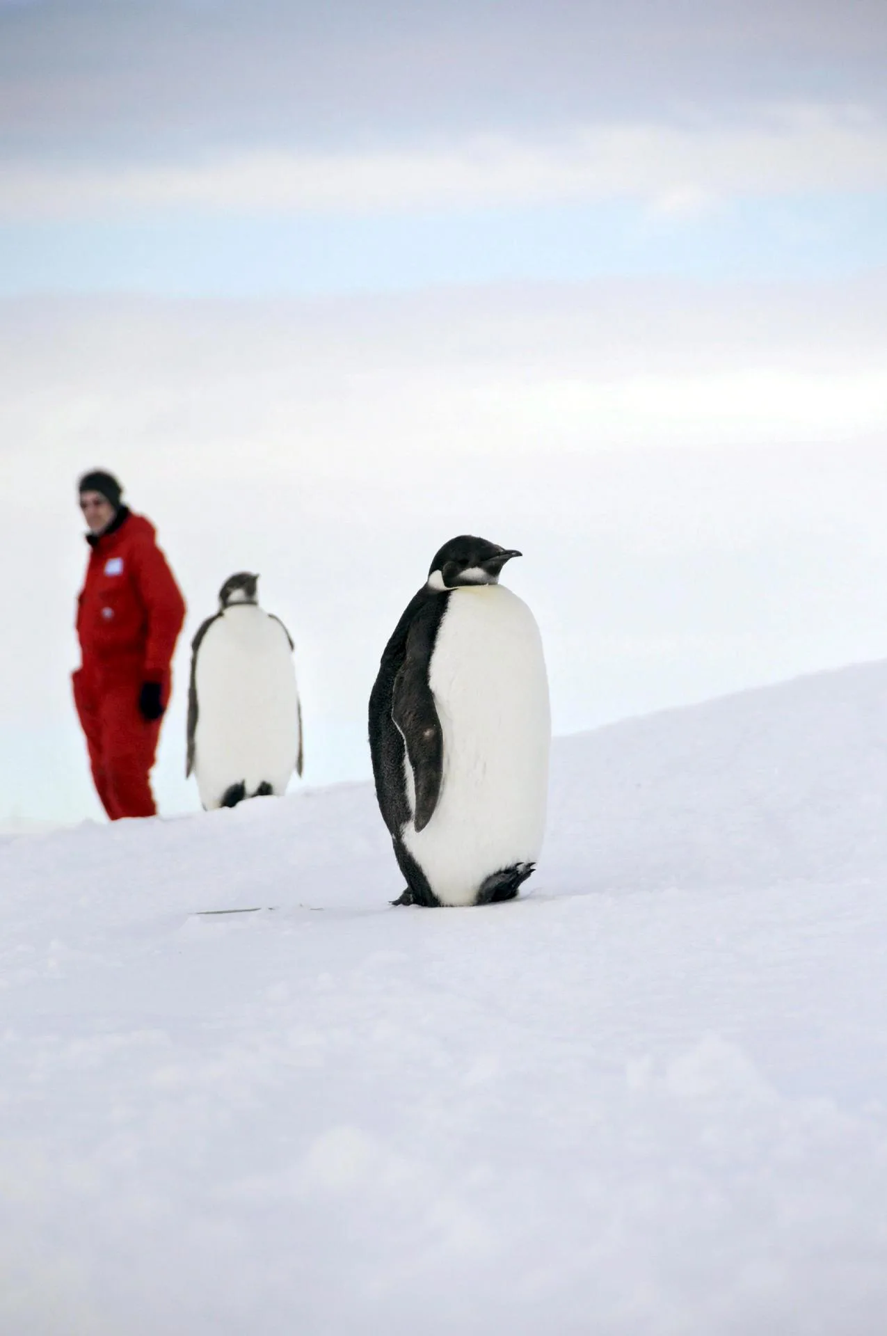 Oenegés critican el aplazamiento de la creación de áreas marinas protegidas en la Antártida