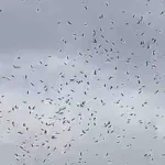 Medellín disfruta del espectáculo natural de las aves migratorias