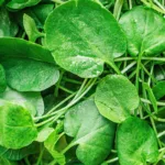 alimentos- El berro, la verdura de hojas verdes que tiene más vitamina C que una naranja