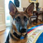 Commander, el perro de los Biden, deja la Casa Blanca tras morder a varios agentes del Servicio Secreto