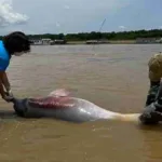 El río Amazonas pierde su vida y su color: la alarmante mortandad de delfines rosados por la sequía