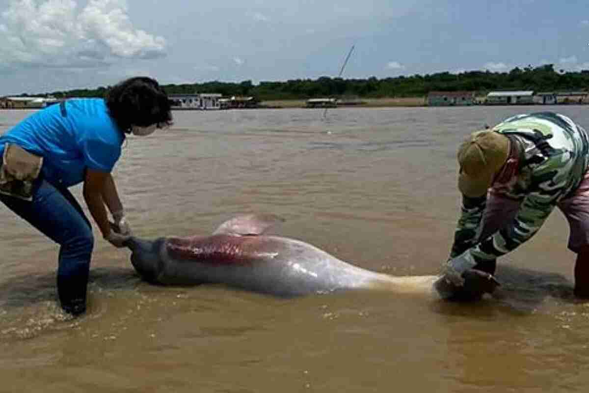 El río Amazonas pierde su vida y su color: la alarmante mortandad de delfines rosados por la sequía