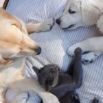 Cómo presentar y entrenar a tu perro o gato a otros animales y personas: pasos que debes seguir