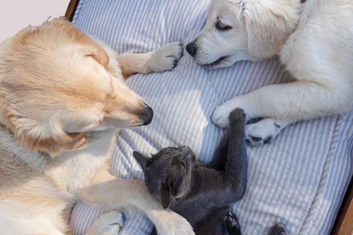 Cómo presentar y entrenar a tu perro o gato a otros animales y personas: pasos que debes seguir