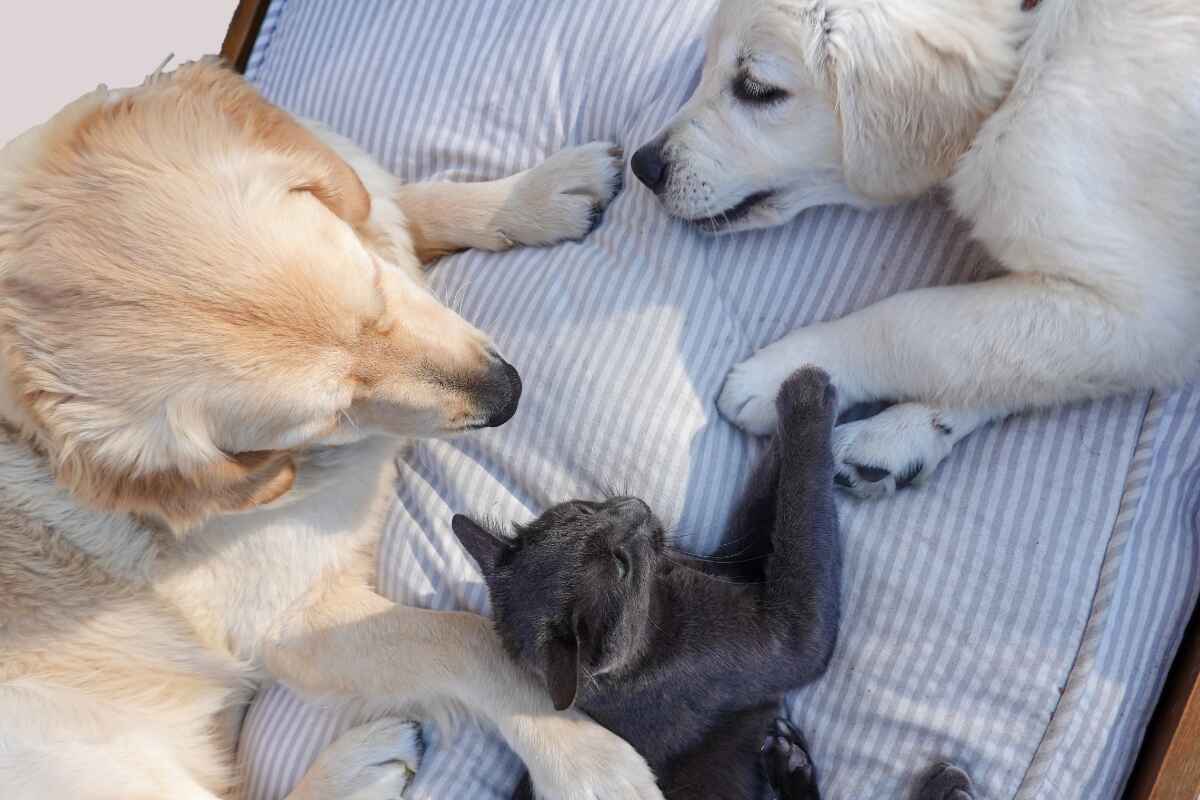 Cómo entrenar y socializar a tu perro o gato: 5 consejos que debes saber