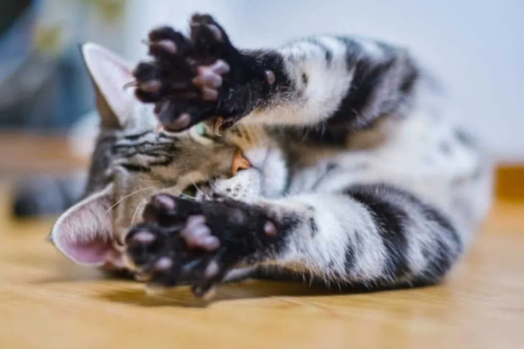 El misterio de las huellas de gato - por qué caminan en una sola línea