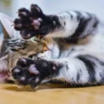 El misterio de las huellas de gato - por qué caminan en una sola línea