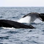 Elaboran el primer atlas de ballenas para reducir sus colisiones con los buques