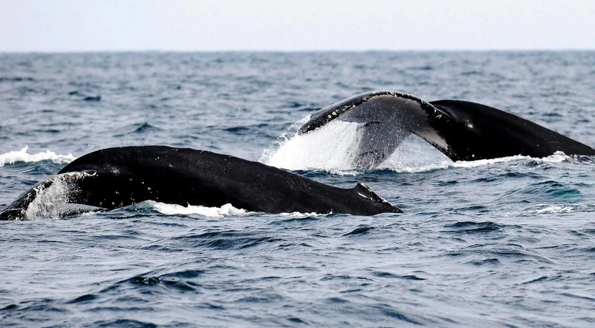 Elaboran el primer atlas de ballenas para reducir sus colisiones con los buques