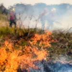 Los incendios en el Pantanal de Brasil se disparan en medio de una ola de calor