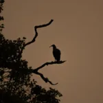 Los incendios se ceban con el Pantanal, el mayor humedal del planeta