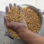 Rusia exporta toneladas de grano de territorios ucranianos ocupados, según investigaciones