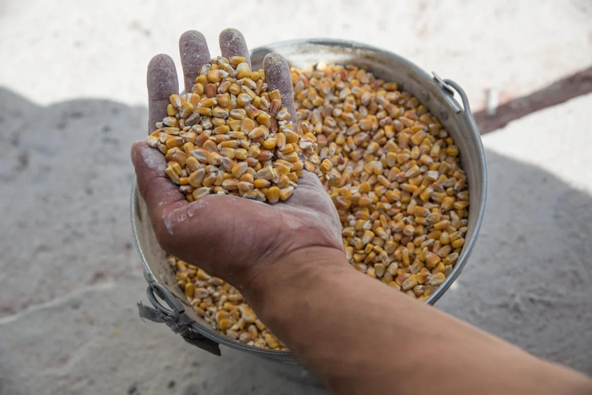 Rusia exporta toneladas de grano de territorios ucranianos ocupados, según investigaciones