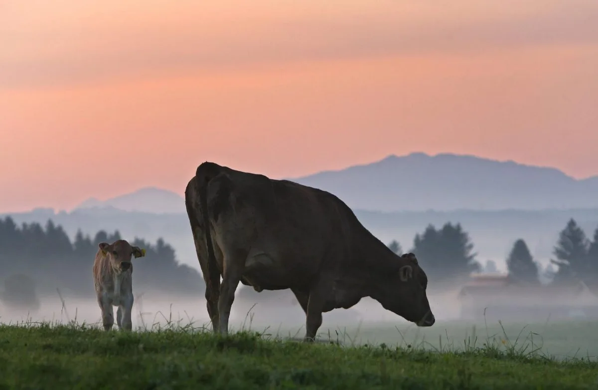 Un nutriente en la carne de vacuno y lácteos mejora la repuesta inmunitaria al cáncer