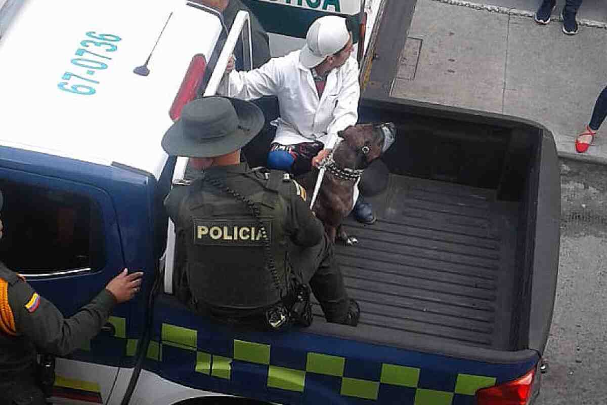 Cuidadora podría ir a la cárcel por muerte de bebé de 2 años atacada por pitbull