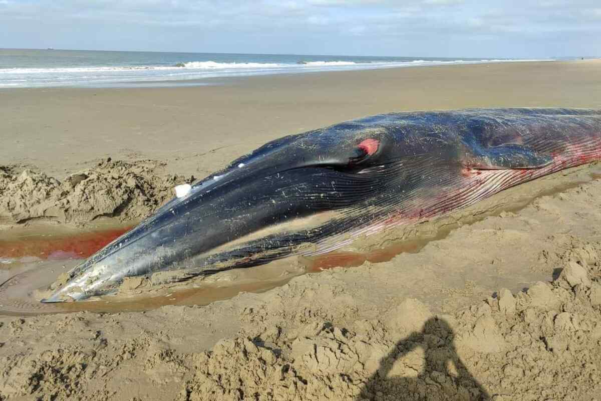Una ballena de 15 metros llega moribunda a una playa de Guayas y fallece