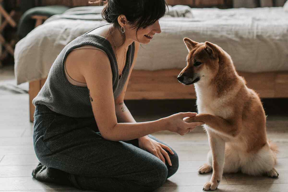 Cómo entrenar a tu perro con las 5 órdenes básicas de obediencia