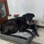 ¿Qué pasó con Negrita? La polémica por la perrita que fue sacada de la Casa de Nariño