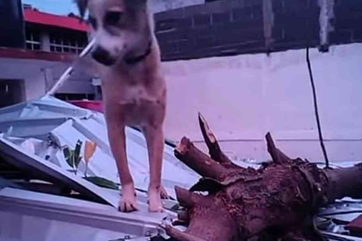 Huracán Otis causó la muerte de unos 60 perros en su paso por Guerrero