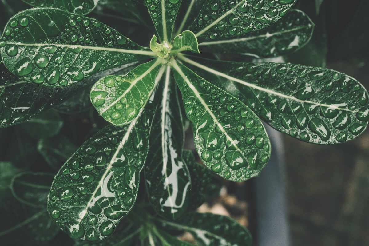Cómo cuidar tus plantas mejor y hacerlas crecer más rápido: 5 trucos prácticos y efectivos