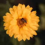 De la flor a la colmena: el increíble proceso de elaboración de la miel por las abejas