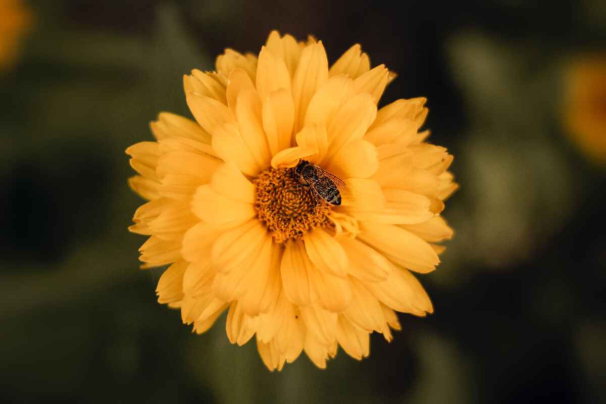 El secreto de las abejas: cómo convierten el polen en miel y qué tipos hay
