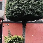 Ana García, una estudiante del Instituto Politécnico Nacional (IPN), fue hallada sin vida en el baño de una casa donde rentaba junto con sus amigas, en la colonia Lindavista, en la alcaldía Gustavo A. Madero de la CDMX.