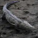 Autoridades alertan de la presencia de cocodrilos en playas del sur de México