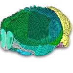 El primer atlas del cerebro de un ratón ayudará a entender las enfermedades neurológicas
