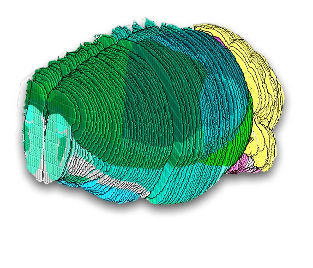 El primer atlas del cerebro de un ratón ayudará a entender las enfermedades neurológicas
