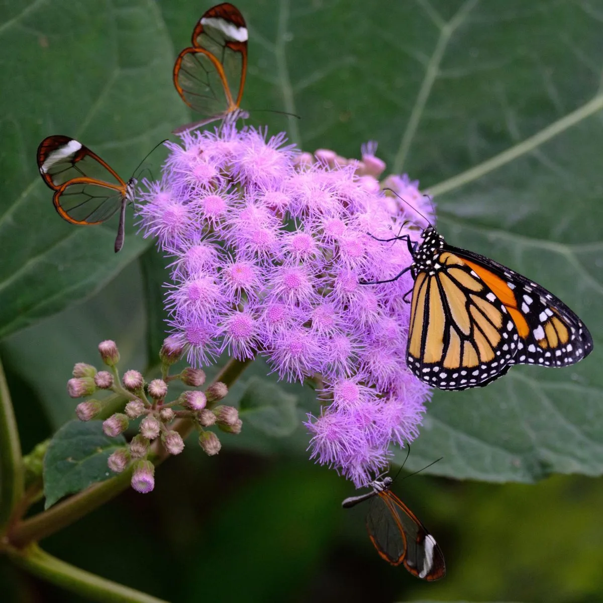 Los insectos más comunes, básicos para la biodiversidad, los que más están desapareciendo