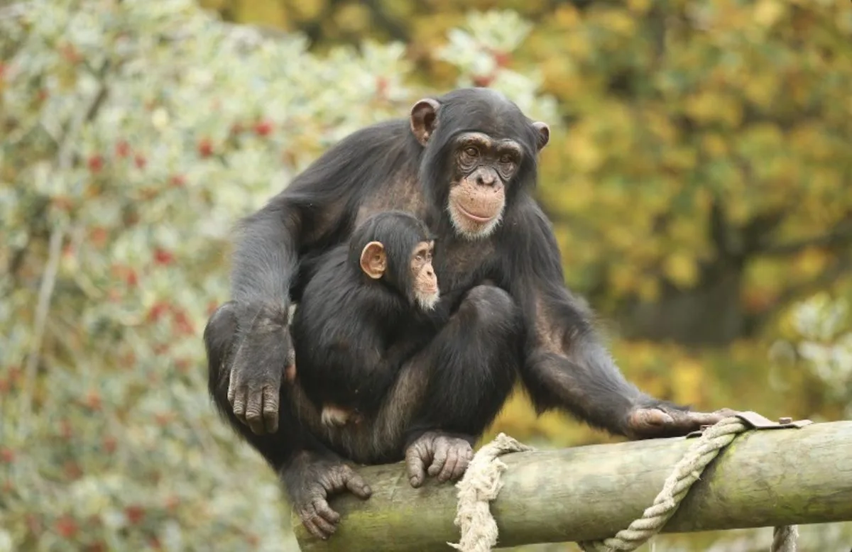 Los simios no olvidan a sus amigos