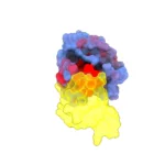 Revelan vulnerabilidades de uno de los genes que más frecuentemente muta en cánceres