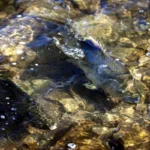 Una de cada cuatro especies de peces de agua dulce en peligro de extinción, según la UICN