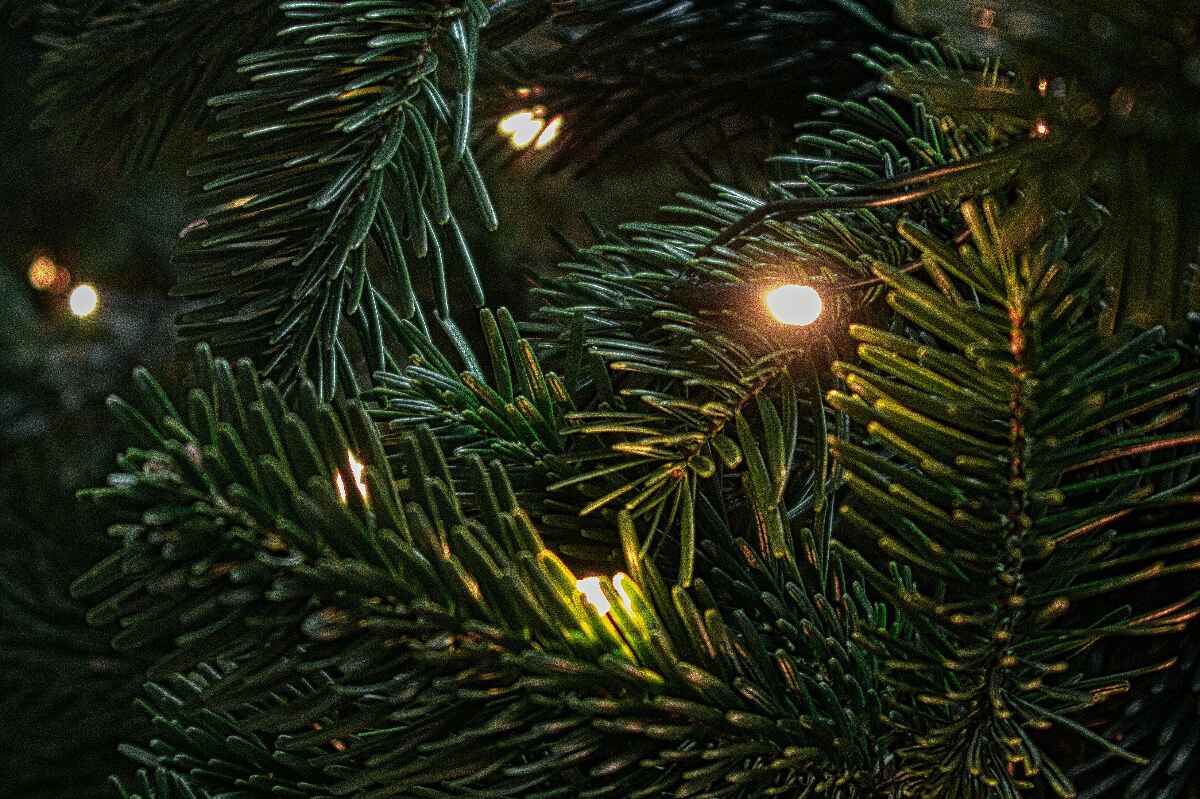 Los secretos científicos para escoger el árbol de Navidad perfecto