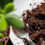 Los beneficios del café para combatir los insectos y hongos en tus cultivos