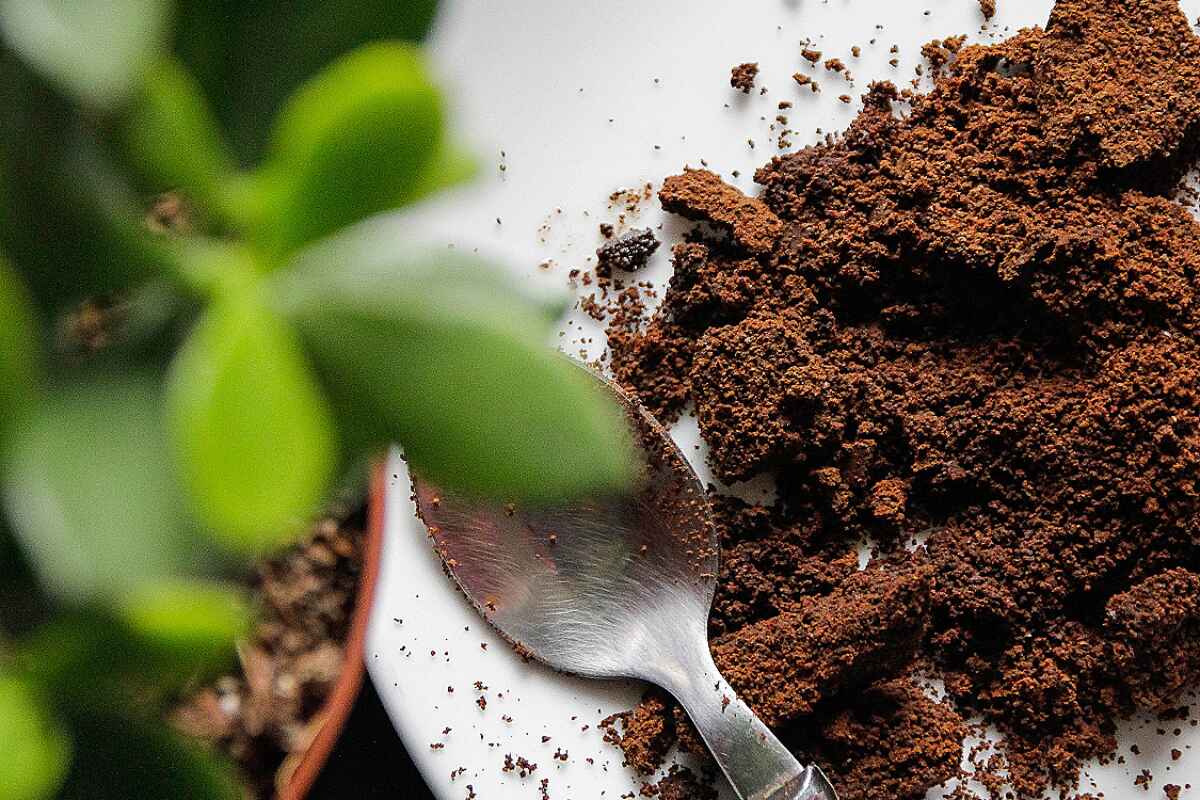 Cómo usar el café como abono y repelente para tus plantas