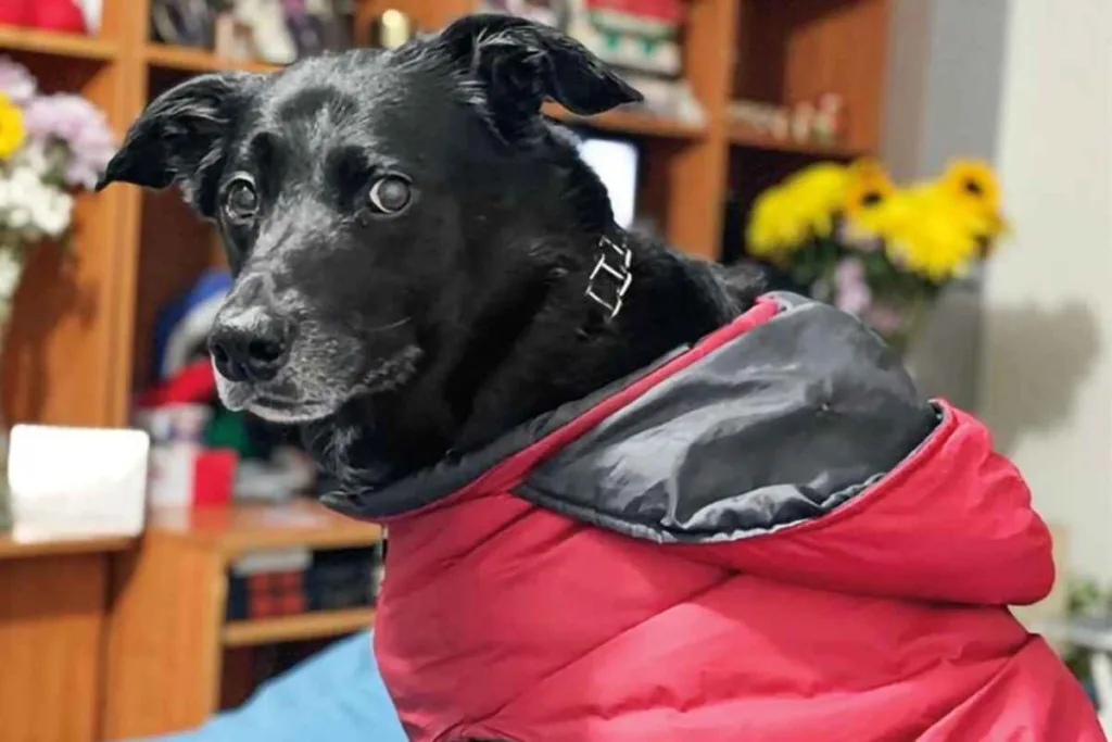 El perro que hizo el milagro de despertar a su dueña del coma y después murió en Bogotá