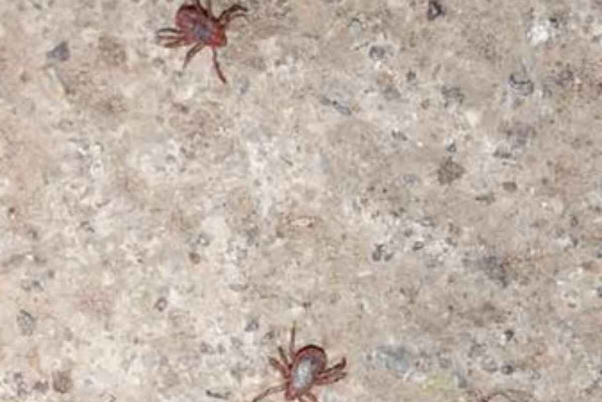 Cómo prevenir la enfermedad mortal que transmiten las garrapatas en Baja California